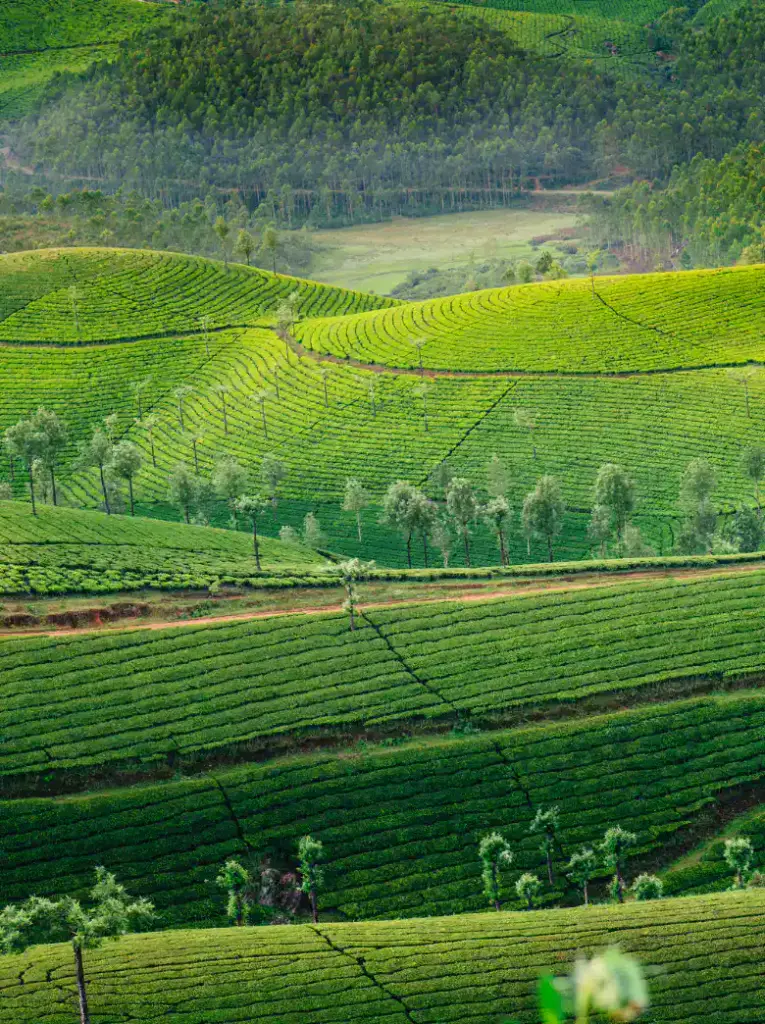 green kerala
