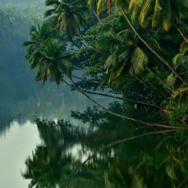 kerala coconut trees