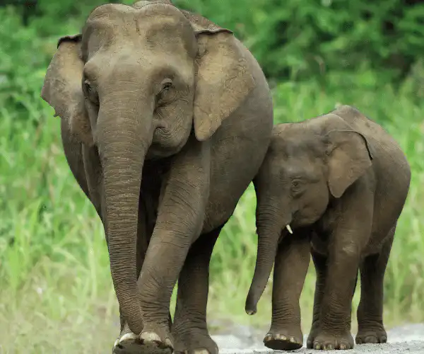 kerala elephants